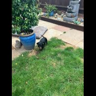 Dachshund (Smooth Haired)