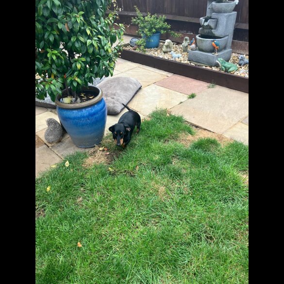 Dachshund (Smooth Haired)