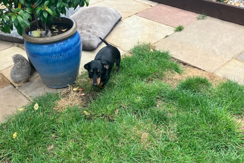 Dachshund (Smooth Haired)