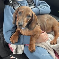 Dachshund (Standard & Miniature) - Both