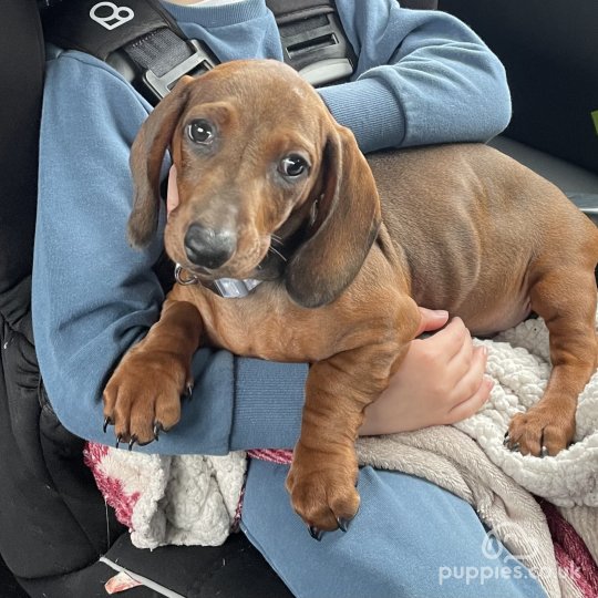 Dachshund (Standard & Miniature) - Both