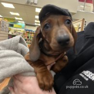 Dachshund (Standard & Miniature) - Both