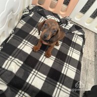 Dachshund (Standard & Miniature) - Both