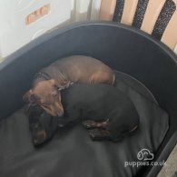 Dachshund (Standard & Miniature) - Both