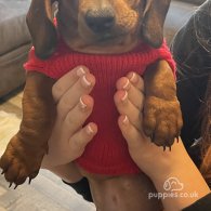 Dachshund (Standard & Miniature) - Both