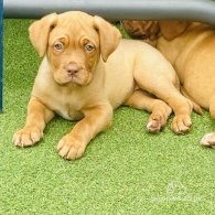 Dogue De Bordeaux - Both