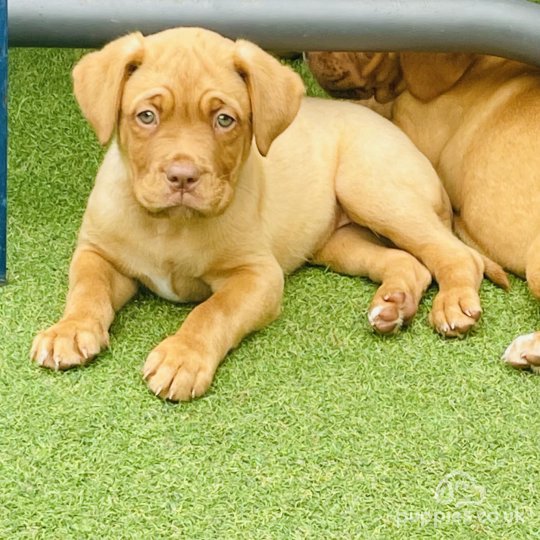 Dogue De Bordeaux - Both