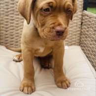 Dogue De Bordeaux - Both