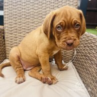 Dogue De Bordeaux - Both