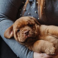 Dogue De Bordeaux - Both