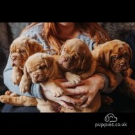 Dogue De Bordeaux - Both