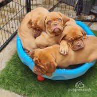 Dogue De Bordeaux - Both