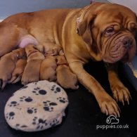 Dogue De Bordeaux - Both