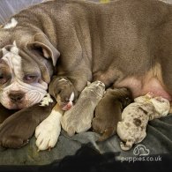 Dorset Olde Tyme Bulldogge - Both