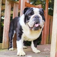 English Bulldog - Dogs