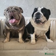 English Bulldog - Dogs