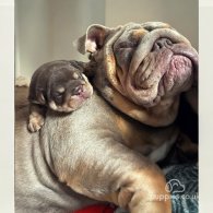 English Bulldog - Dogs