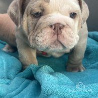 English Bulldog - Both