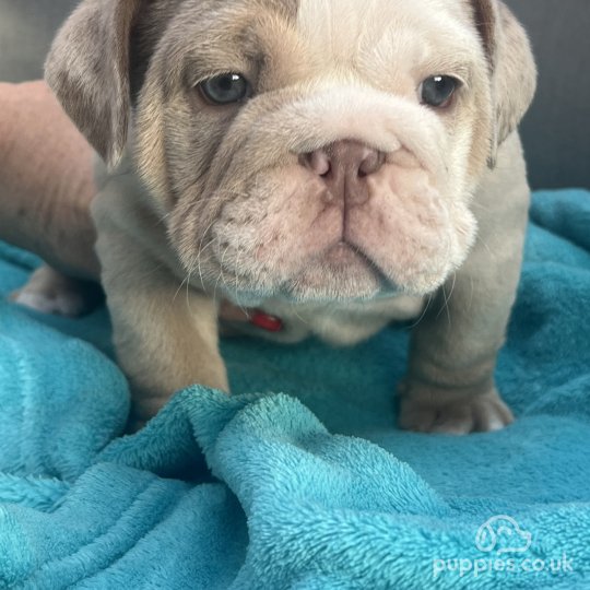 English Bulldog - Both