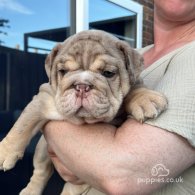 English Bulldog - Both