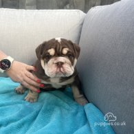 English Bulldog - Both