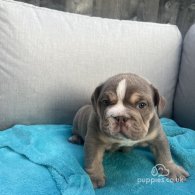 English Bulldog - Both