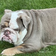 English Bulldog - Both