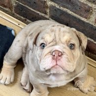 English Bulldog - Both