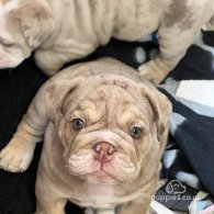 English Bulldog - Both