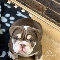 English Bulldog - Both