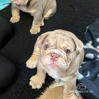 English Bulldog - Both