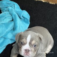 English Bulldog - Both