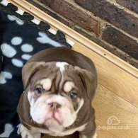 English Bulldog - Both