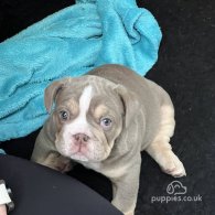 English Bulldog - Both