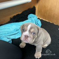 English Bulldog - Both