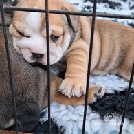 English Bulldog - Both