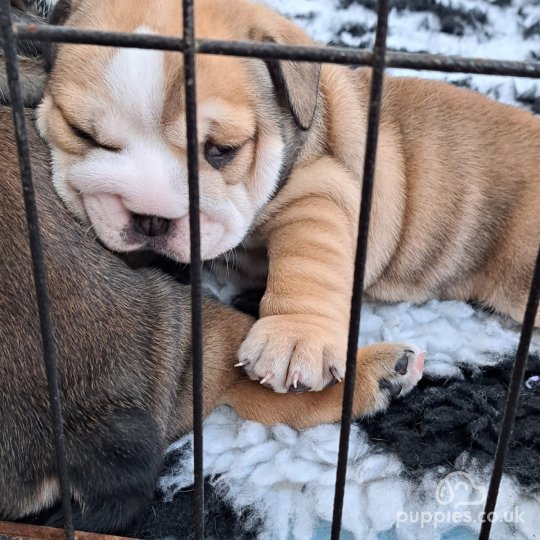 English Bulldog - Both