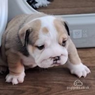 English Bulldog - Both