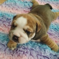 English Bulldog - Both