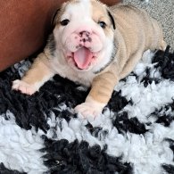 English Bulldog - Both