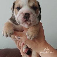 English Bulldog - Both