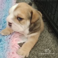 English Bulldog - Both