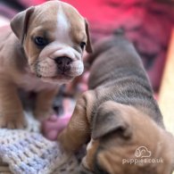 English Bulldog - Both