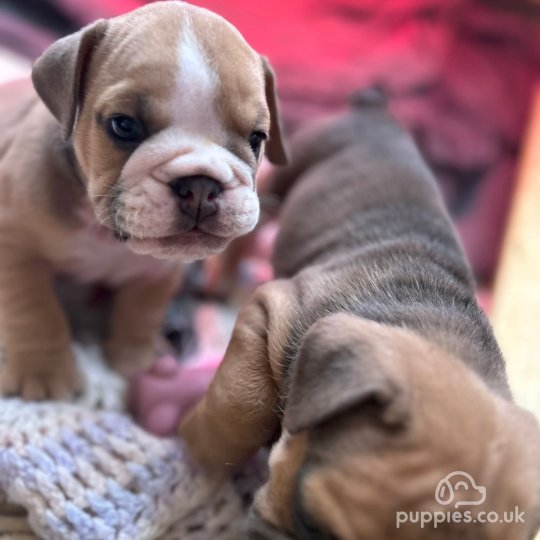 English Bulldog - Both