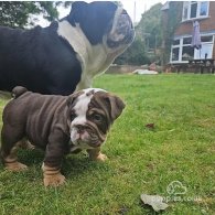 English Bulldog - Dogs