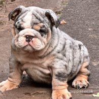 English Bulldog - Both