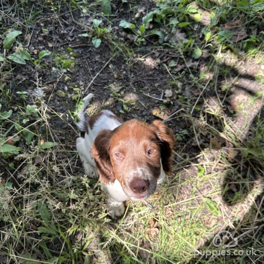 English Springer Spaniel - Both