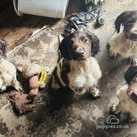 English Springer Spaniel - Both