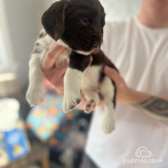 English Springer Spaniel - Both