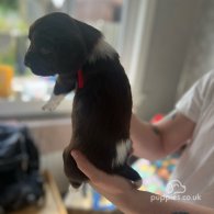 English Springer Spaniel - Both